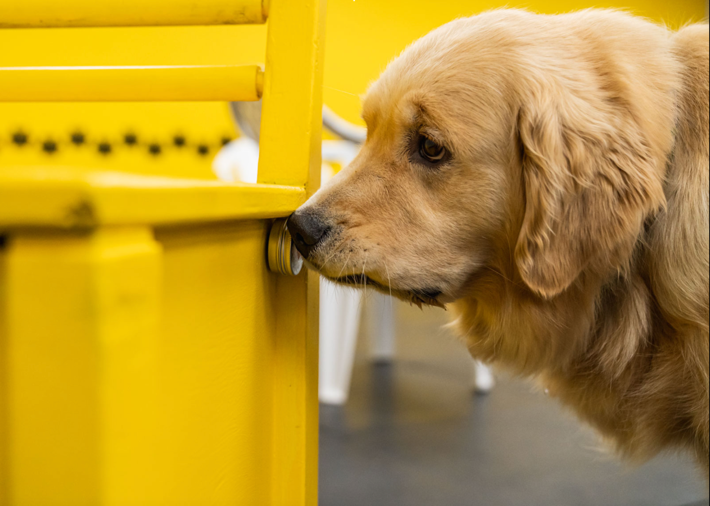 Sit Happens! Companion Dog Training Recognized With 2025 Consumer Choice Award for Pet Training in Southern Alberta – Battle Creek Enquirer